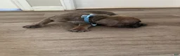 Cane Corso dogs for sale: Cane Corso 10 - Ad 4