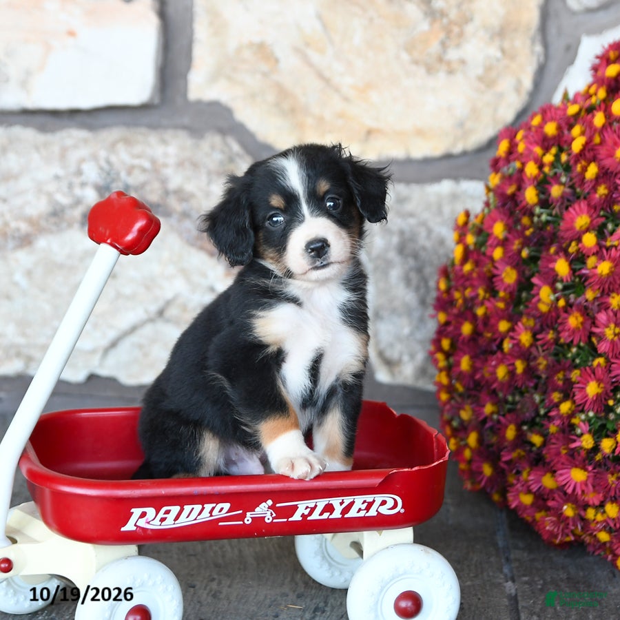 Mini Bernedoodle dogs for sale: Teddy - Ad 1