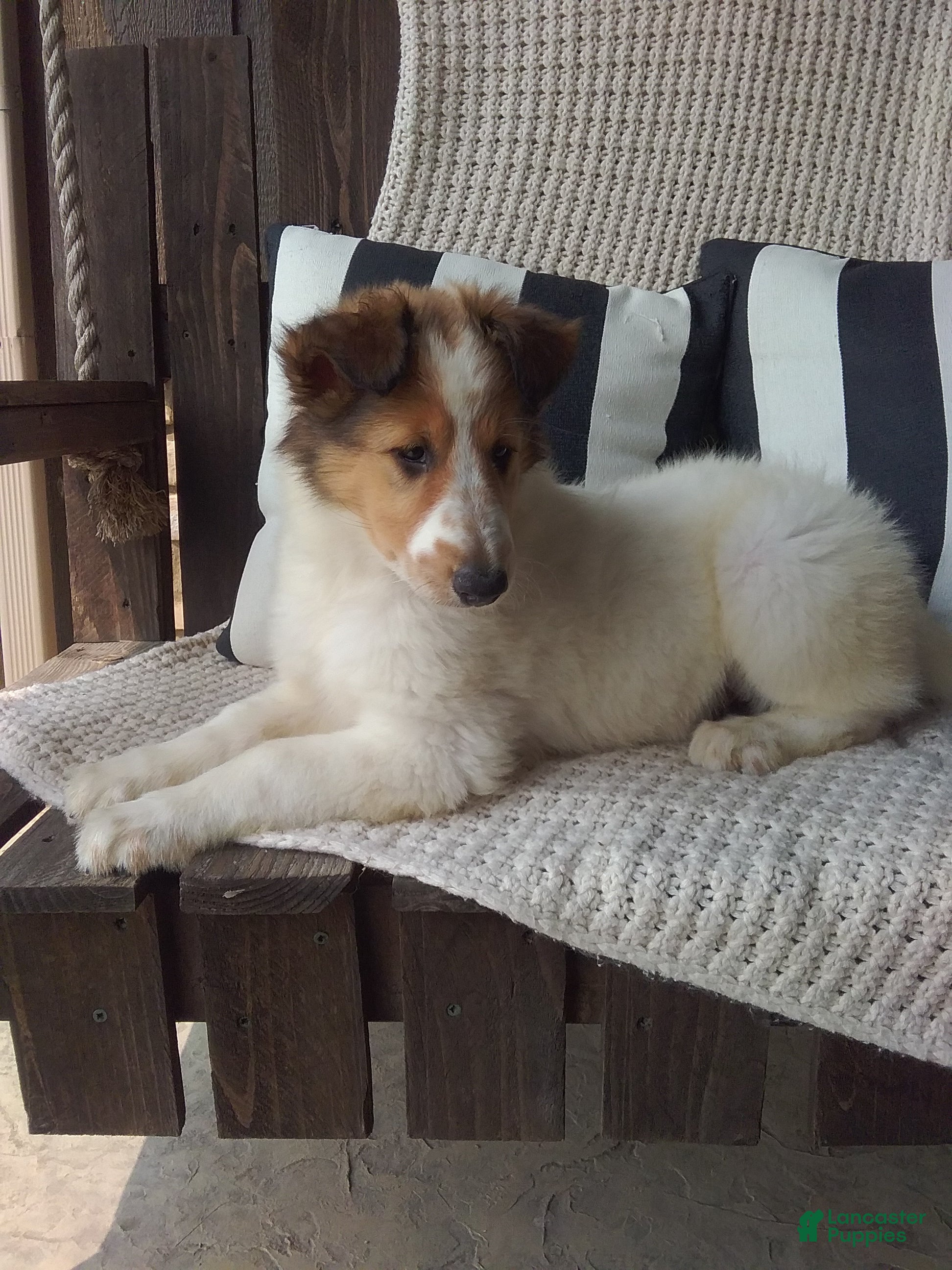 Collie dogs Millie - Ad 1