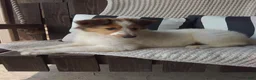 Collie dogs for sale: Millie - Ad 3
