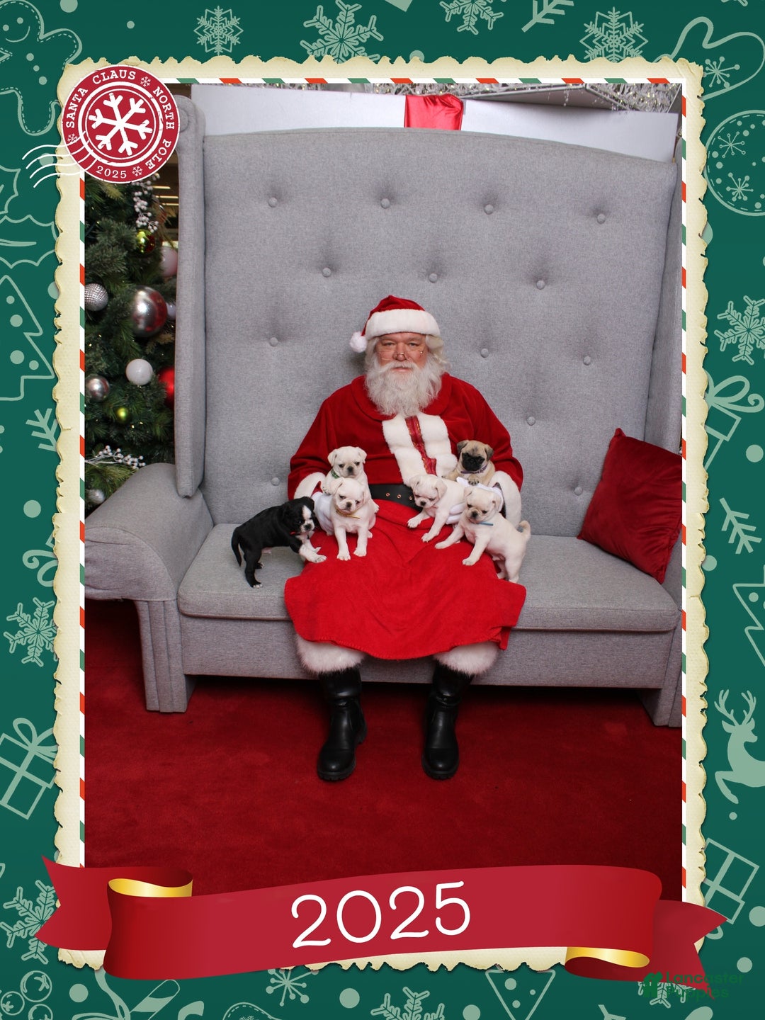 Pug dogs for sale: Layla - Ad 5