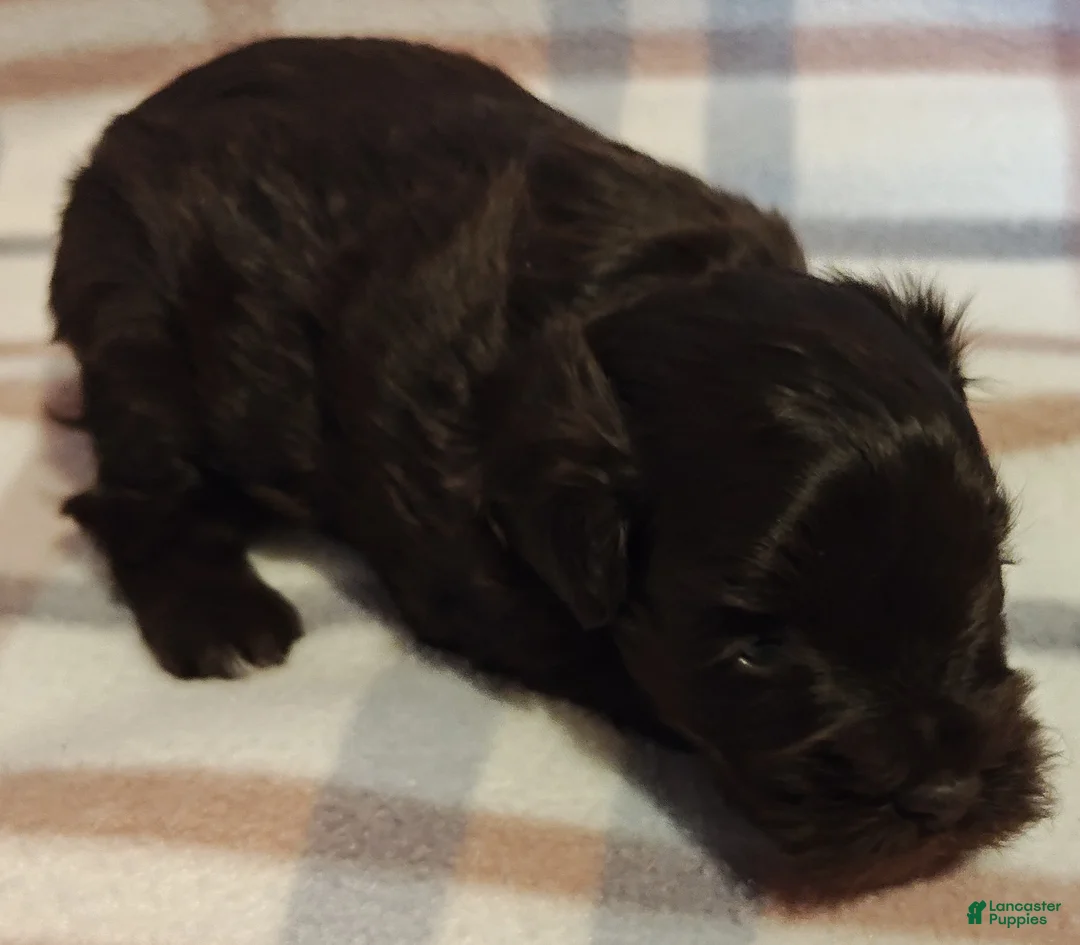 Miniature Schnauzer dogs for sale: Miniature Schnauzer Puppy 2 - Ad 2