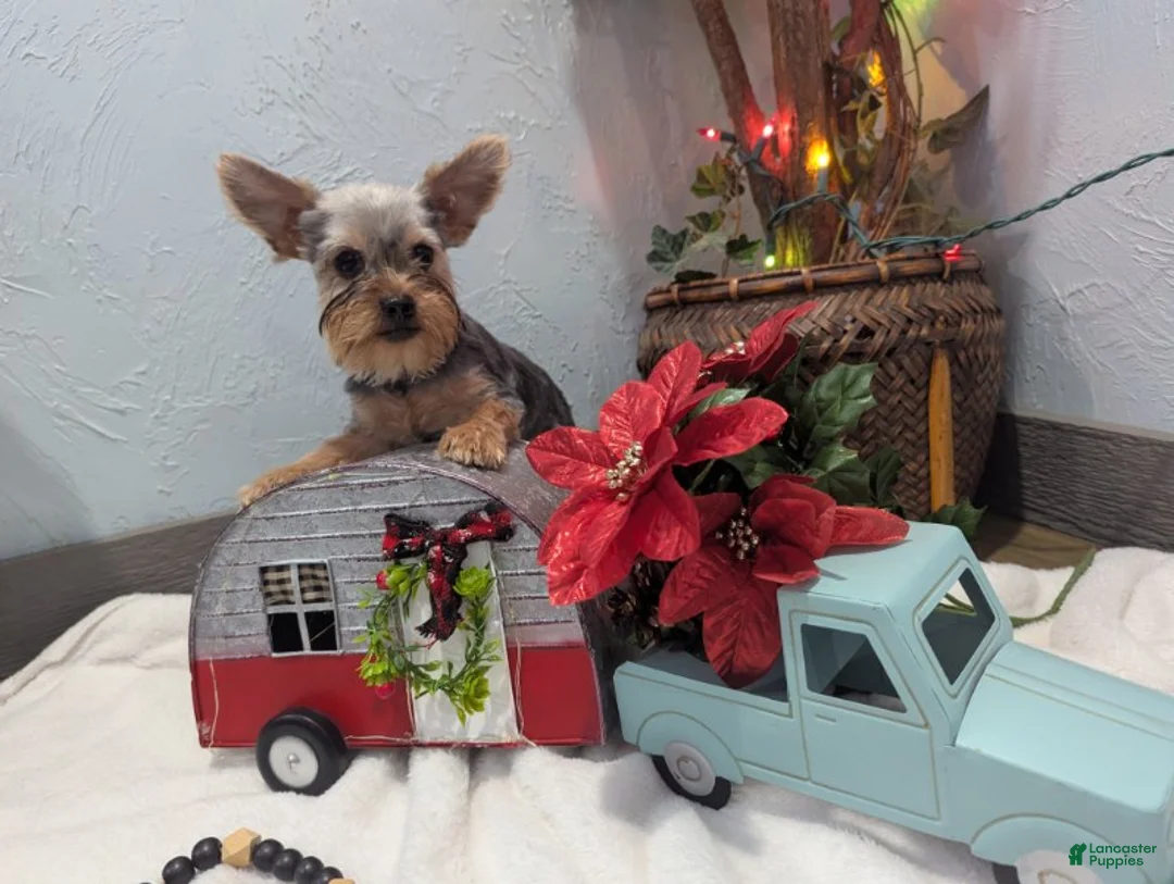 Yorkshire Terrier dogs for sale: Mike - Ad 8