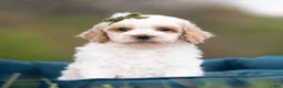 Maltipoo dogs for sale: Dash - Ad 3
