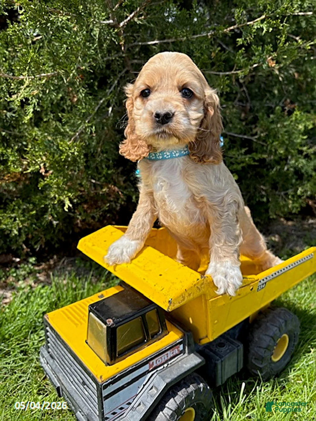 Cocker Spaniel dogs for sale: Jed - Ad 2