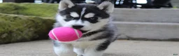 Siberian Husky dogs for sale: Bandit - Ad 3