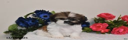 Shih Tzu dogs for sale: Connor - Ad 5