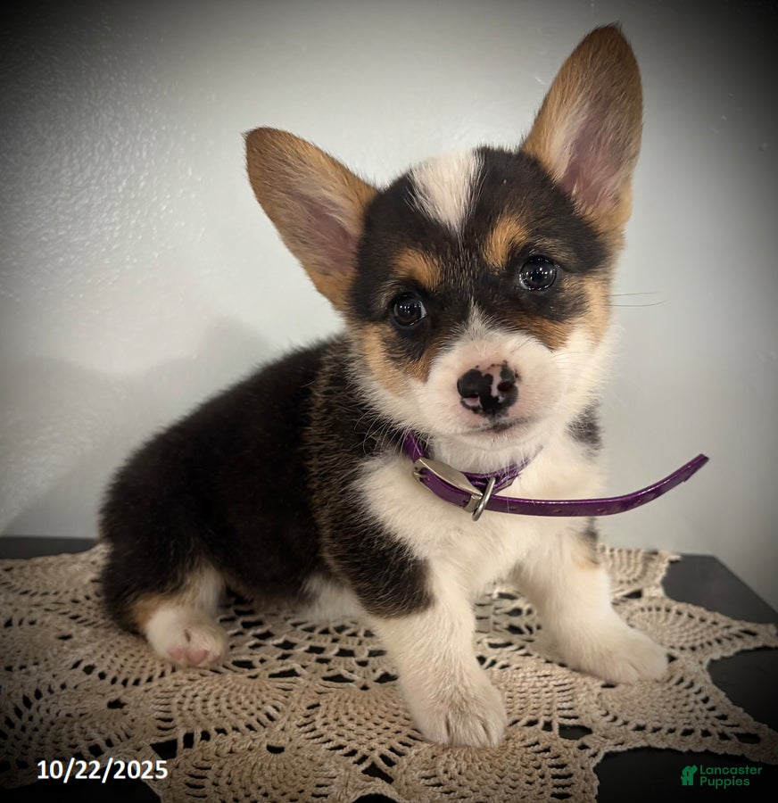 Welsh Corgi Pembroke dogs Patty - Ad 6