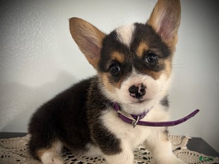 Welsh Corgi Pembroke dogs Patty - Ad 27