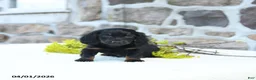 Miniature Dachshund dogs for sale: Bud - Ad 3