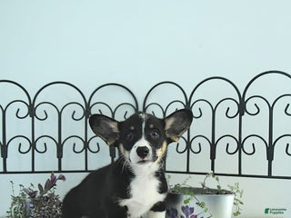 Welsh Corgi Pembroke dogs - Ad 38