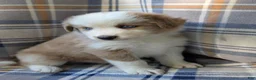 Australian Shepherd dogs for sale: Dusty - Ad 2