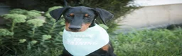 Doberman Pinscher dogs for sale: Malcolm - Ad 3