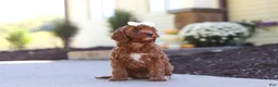 Cockapoo dogs for sale: Willow - Ad 35