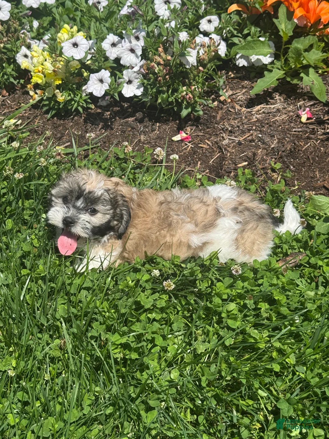 Teddy Bear dogs for sale: Jack  - Ad 5