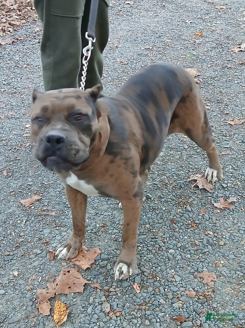 Cane Corso dogs Kayla - Ad 37