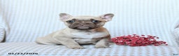 Frenchton dogs for sale: Tessa - Ad 1
