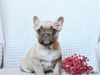 Frenchton dogs Tessa - Ad 26