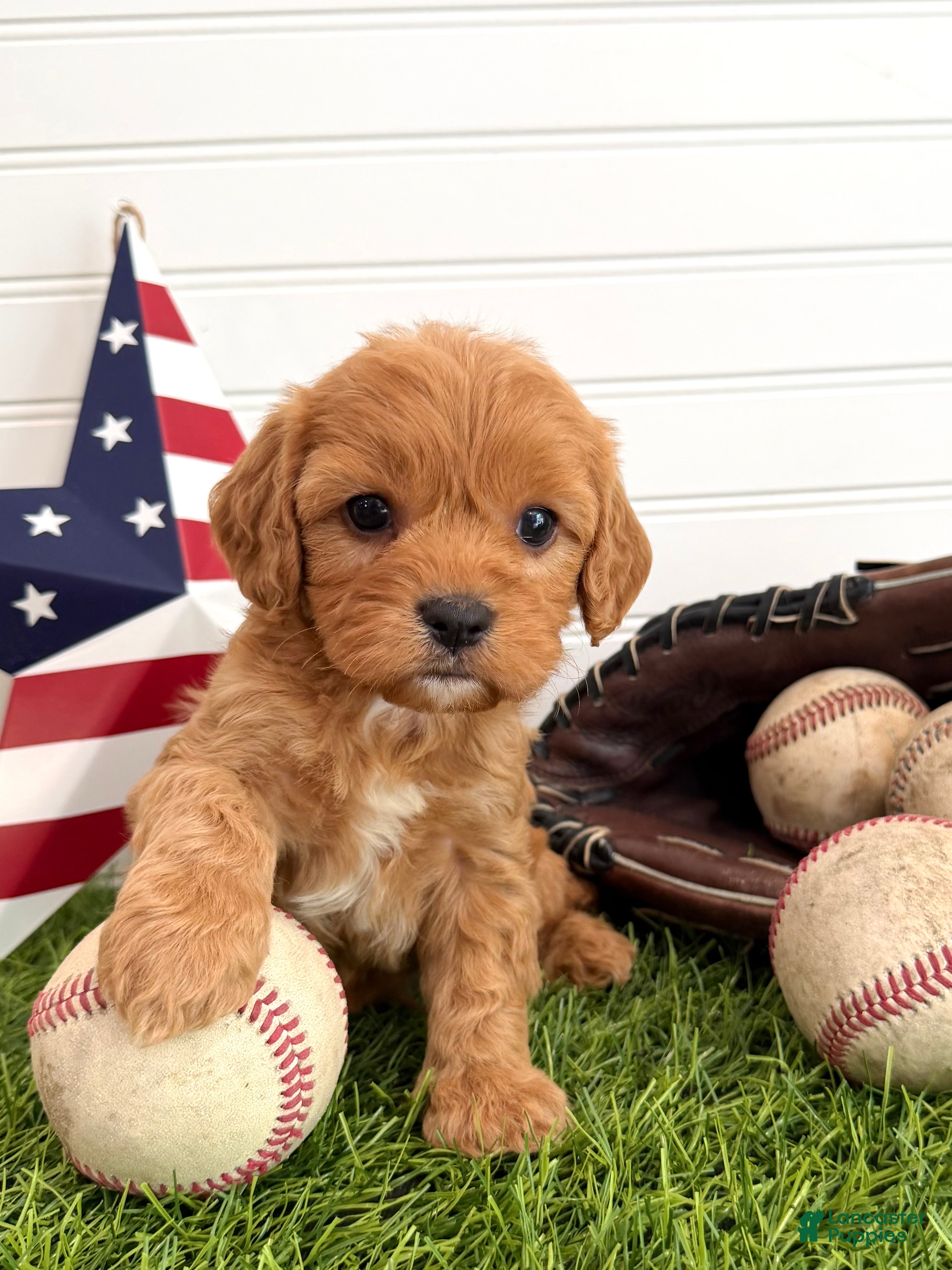 Cavapoo dogs Firecracker - Ad 2