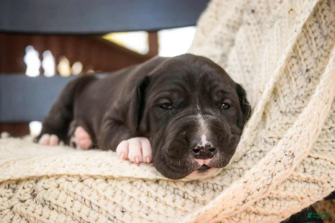 Great Dane dogs for sale: Stetson - Ad 2