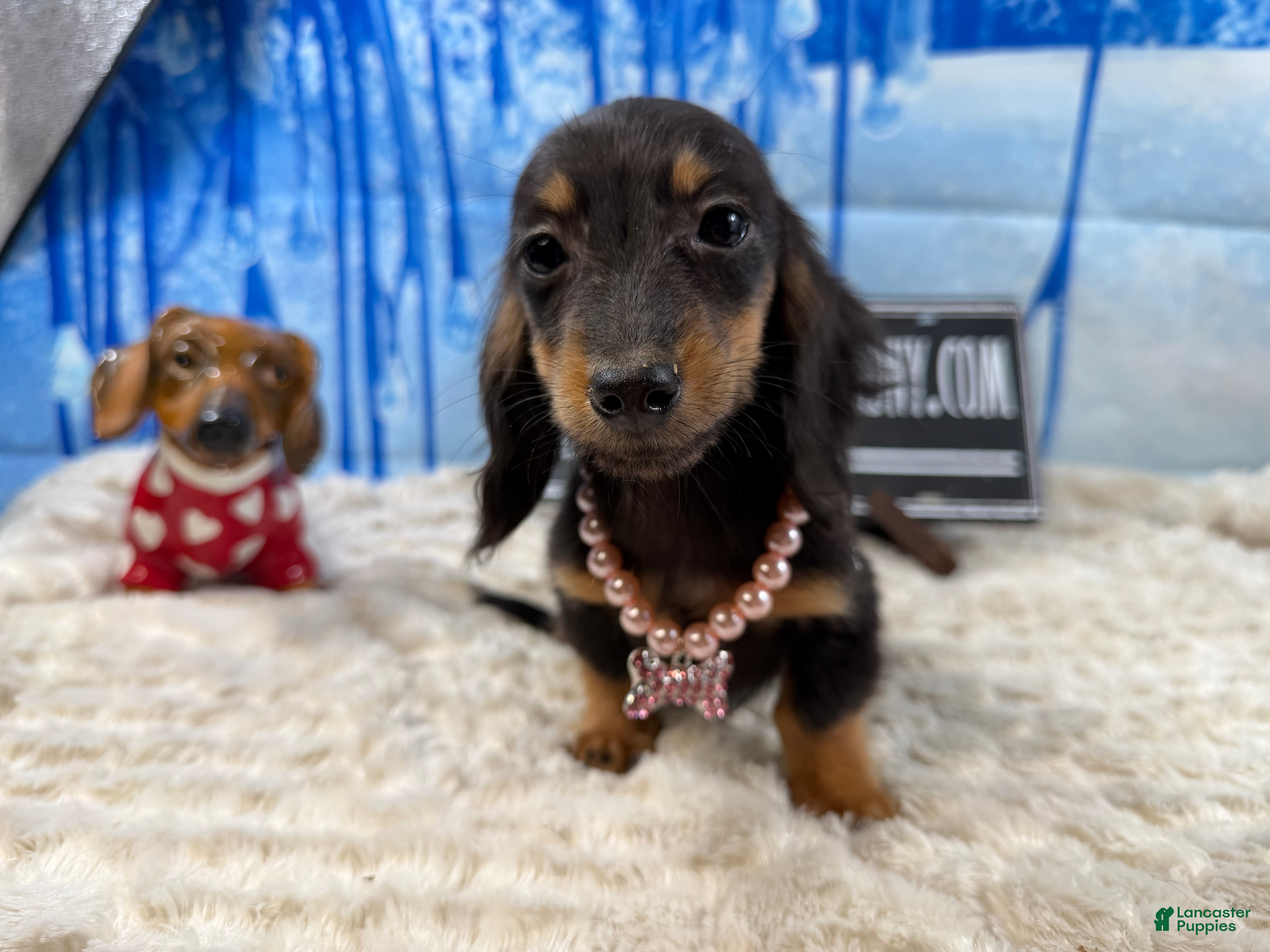 Miniature Dachshund dogs AKC Russian pra clear - Ad 32