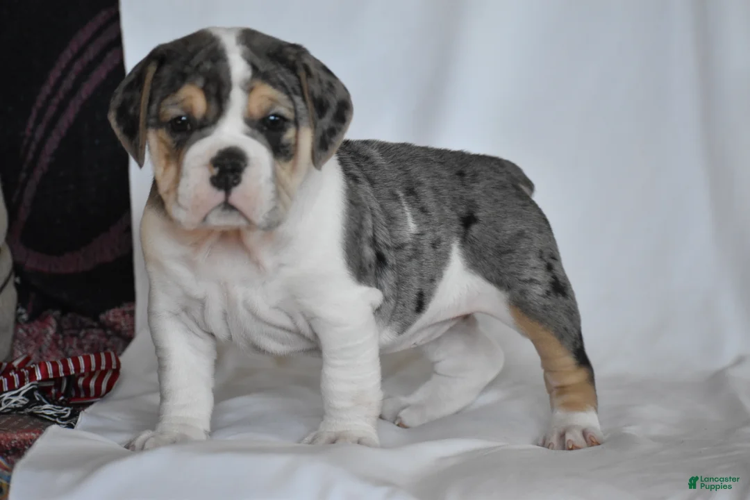 Beabull dogs for sale: Iris - Ad 9