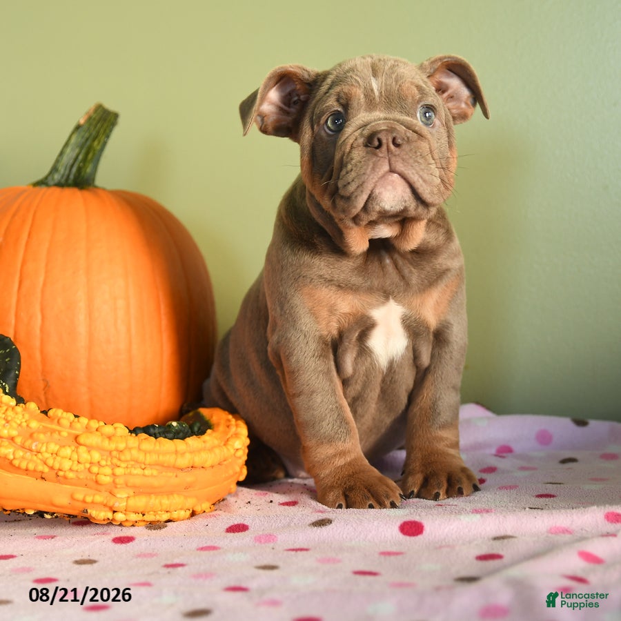 English Bulldog dogs Mandy - Ad 1