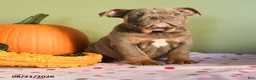 English Bulldog dogs for sale: Mandy - Ad 1