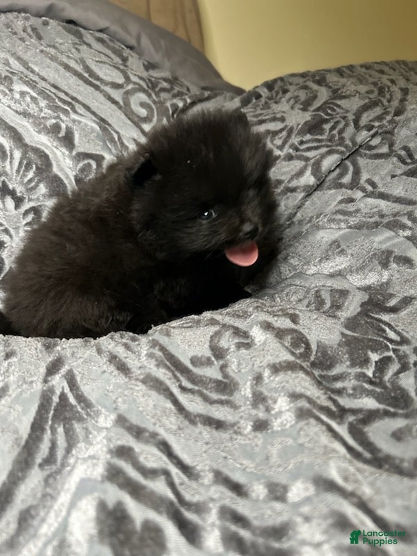 Pomeranian dogs Helios - Ad 1