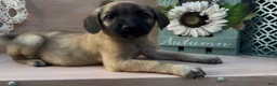 Mixed Breed dogs for sale: Mixed Breed 2 - Ad 3