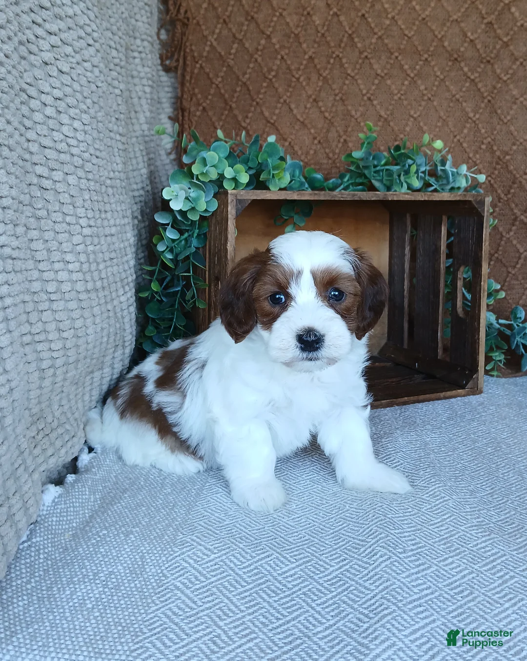 Havanese dogs for sale: Kiara  - Ad 6