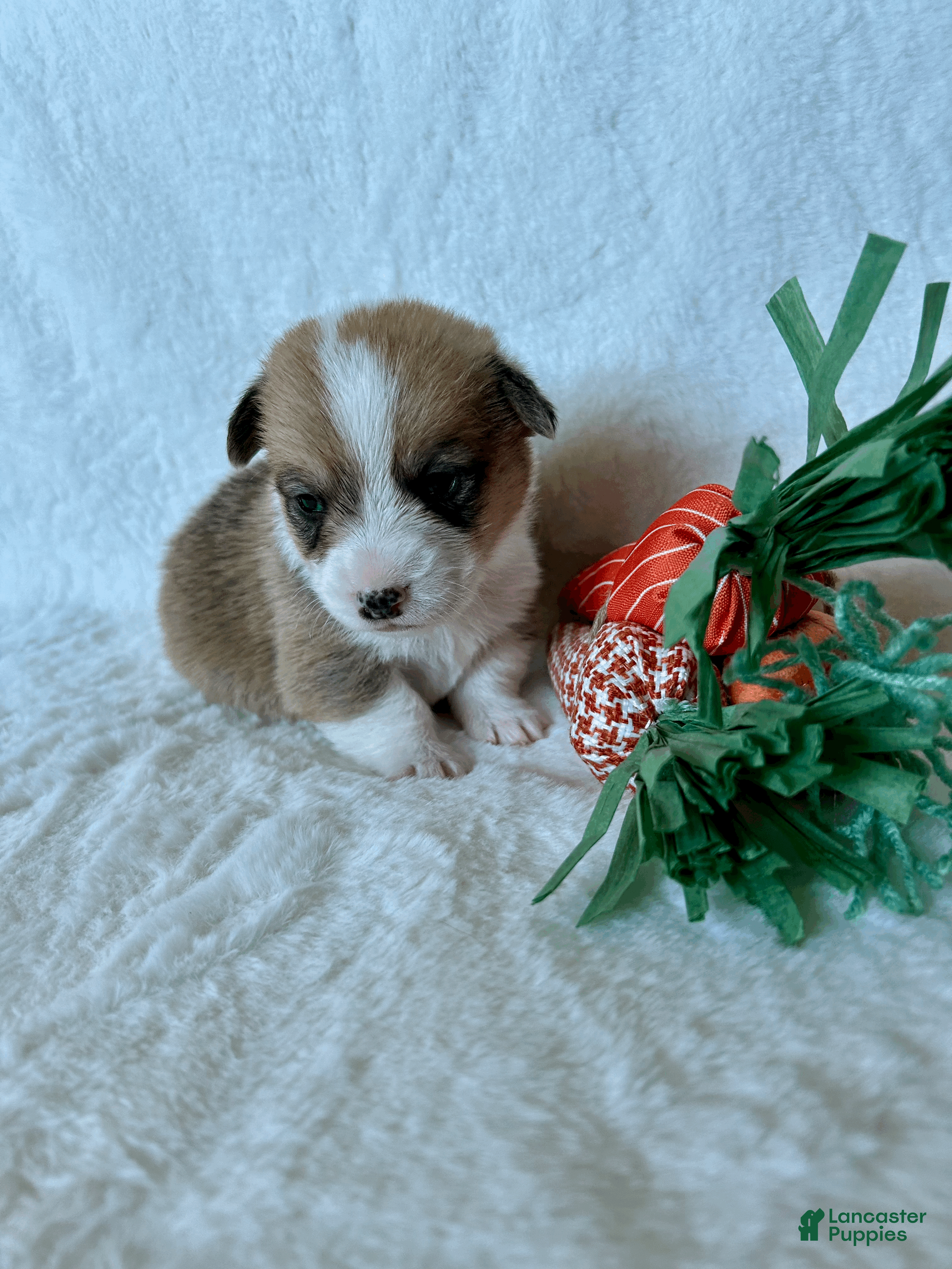 Welsh Corgi Pembroke dogs Welsh Corgi Pembroke Puppy 2 - Ad 13