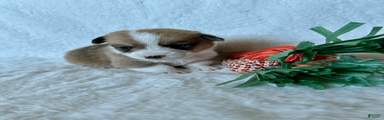 Welsh Corgi Pembroke Puppy 2
