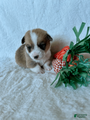 Welsh Corgi Pembroke Puppy 2