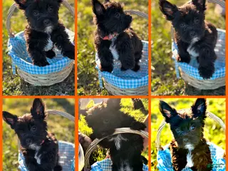 Yorkshire Terrier dogs Jax - Ad 12