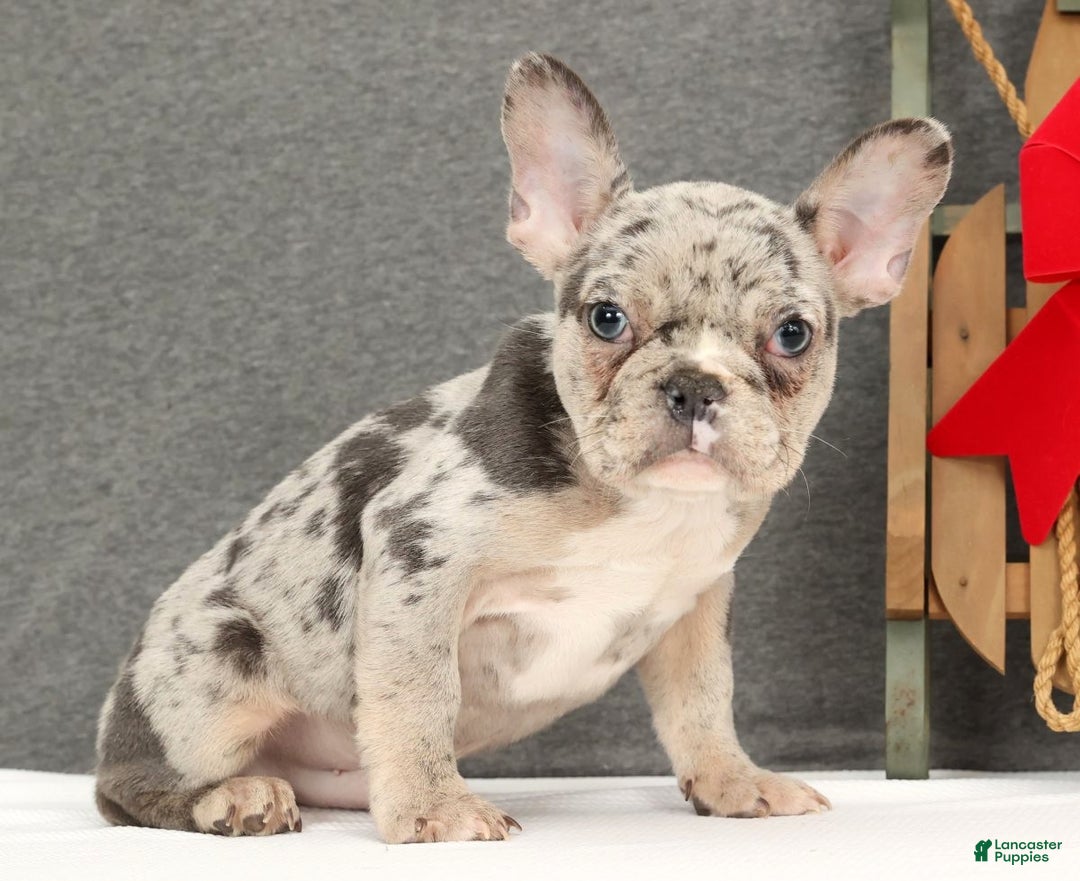French Bulldog dogs for sale: Franky - Ad 3