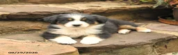 Australian Shepherd dogs for sale: Mars  - Ad 4