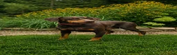 Doberman Pinscher dogs for sale:  Griffin 🐶 - Ad 17