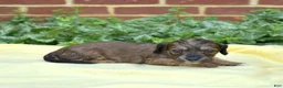 Miniature Dachshund dogs for sale: Camper  - Ad 5