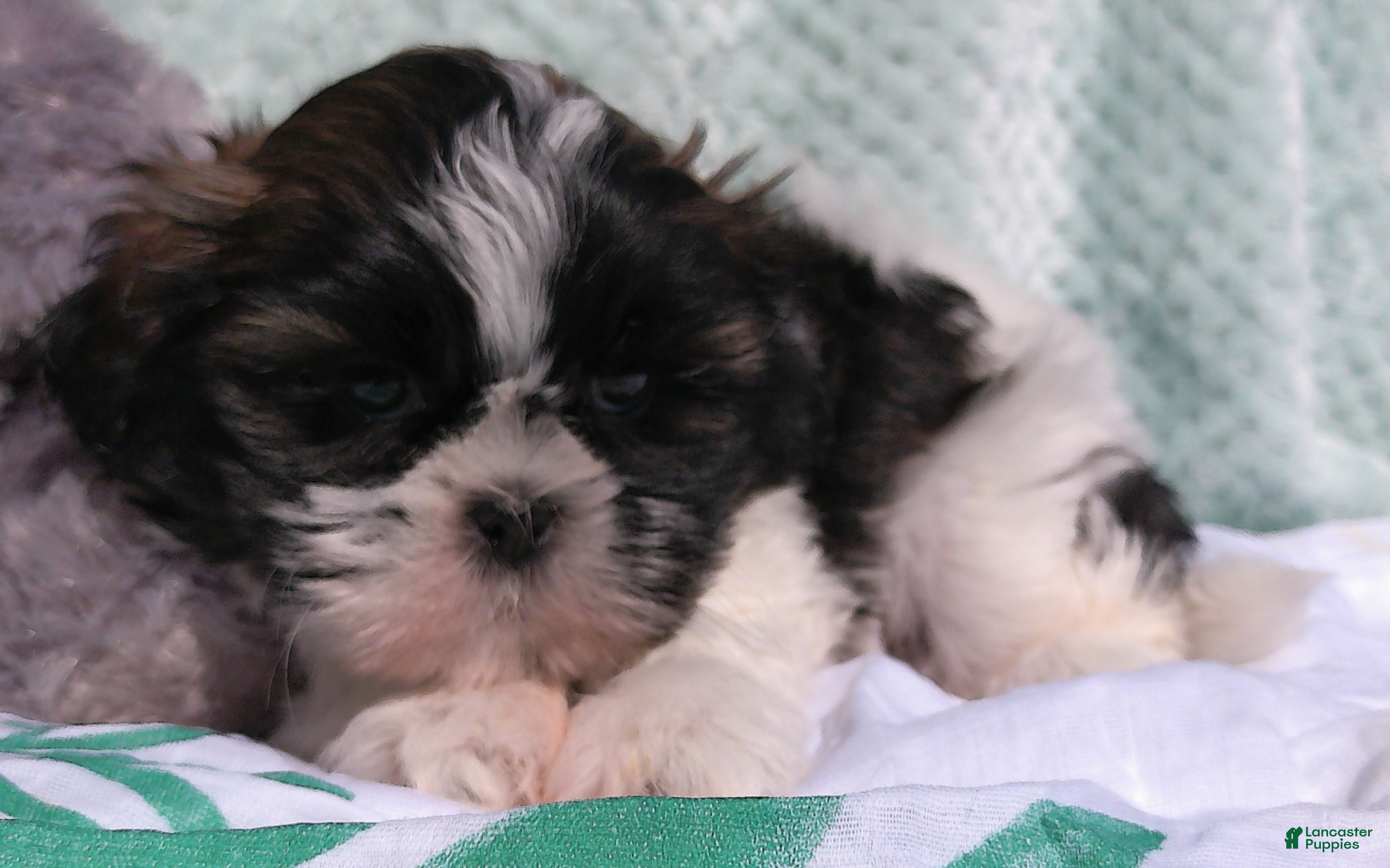 Shih Tzu dogs for sale: Patches - Ad 3