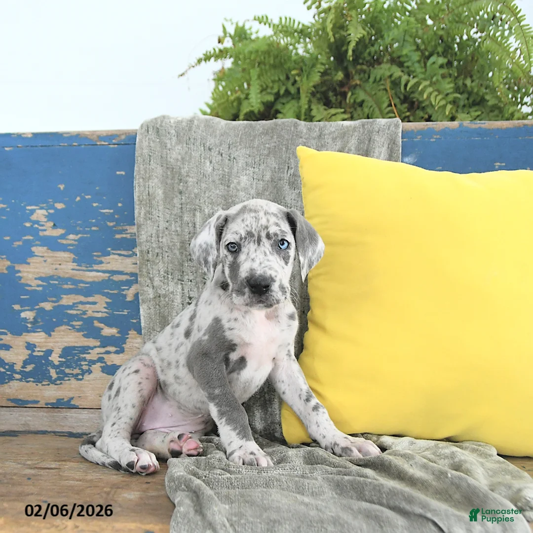 Great Dane dogs for sale: Ember - Ad 5