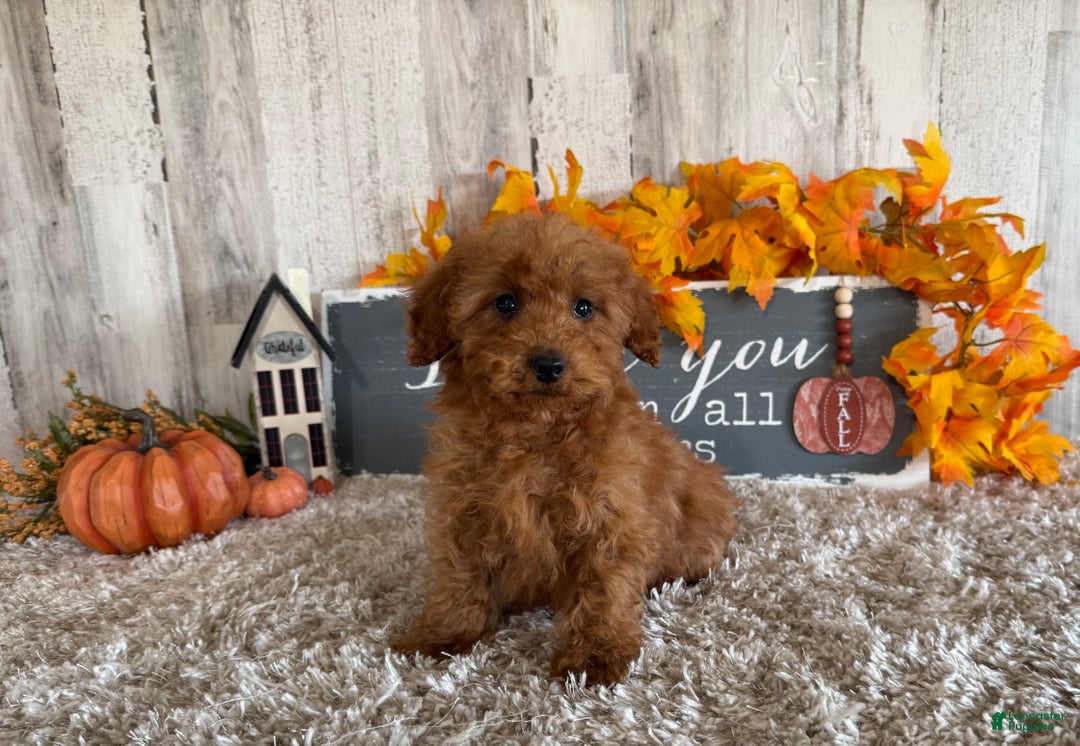 Toy Poodle dogs for sale: Penny - Ad 17