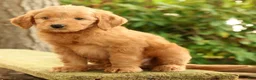 Mini Goldendoodle dogs for sale: Mark - Ad 5