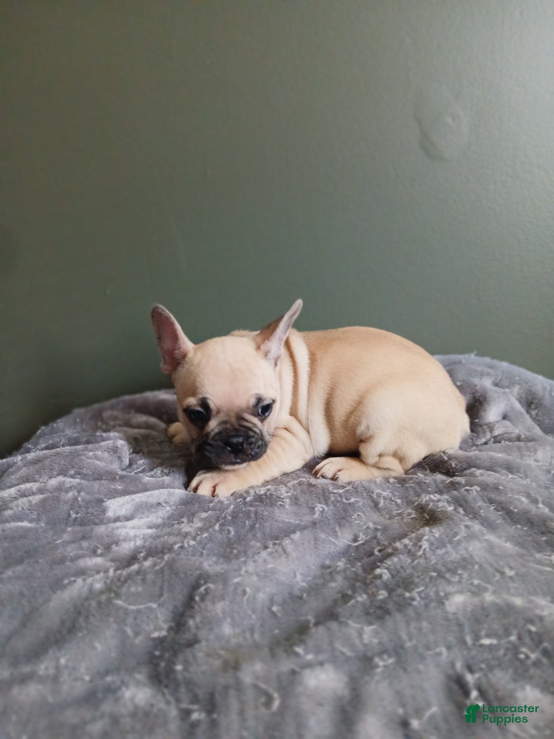 French Bulldog dogs for sale: French Bulldog Puppy 5 - Ad 2