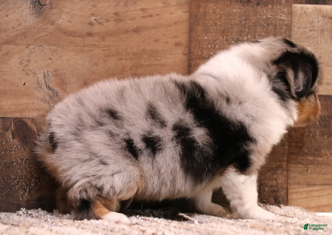Toy Australian Shepherd dogs for sale: Reed blue merle male with blue eyes - Ad 2