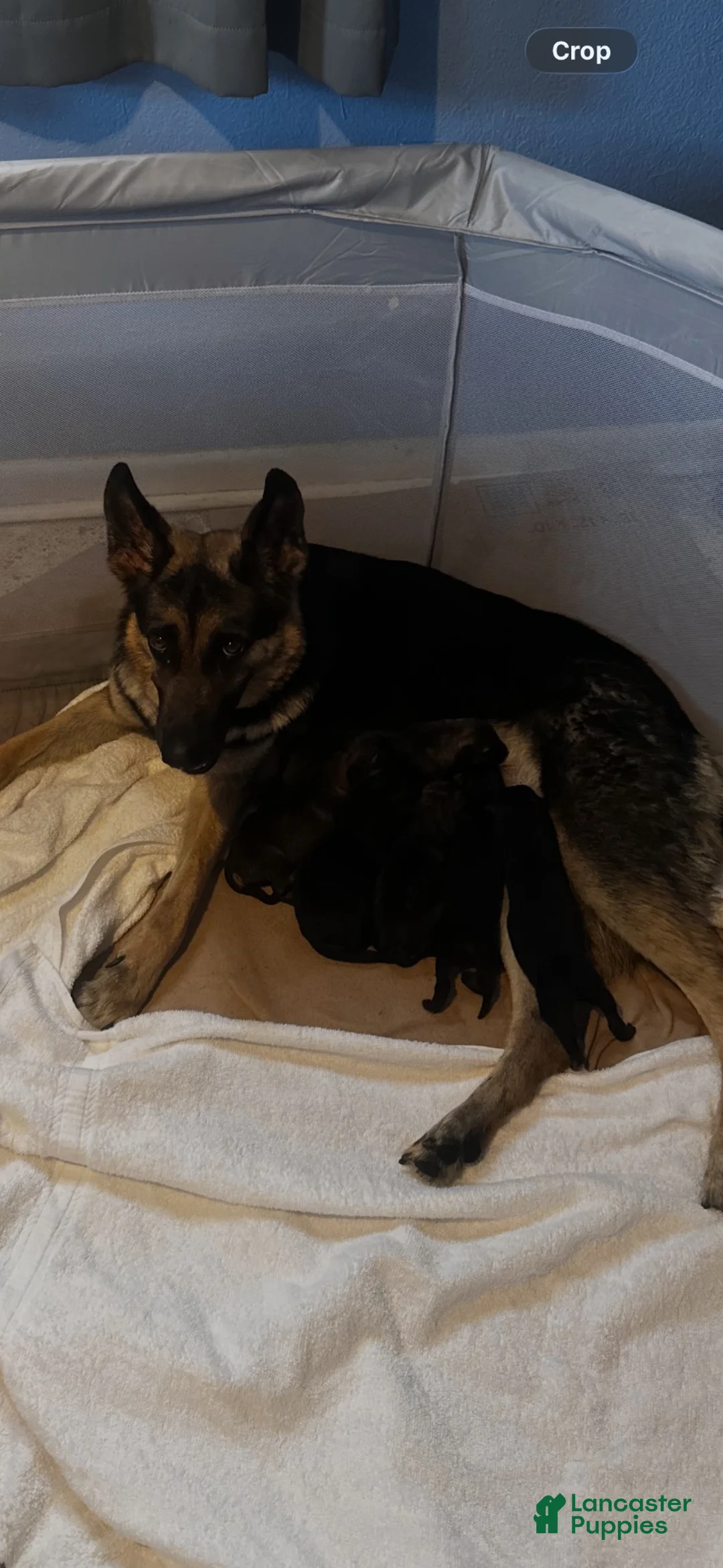German Shepherd dogs for sale: German Shepherd 4 - Ad 2