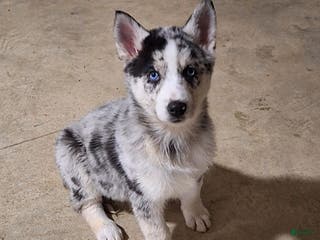 Gerberian Shepsky dogs Chief - Ad 2