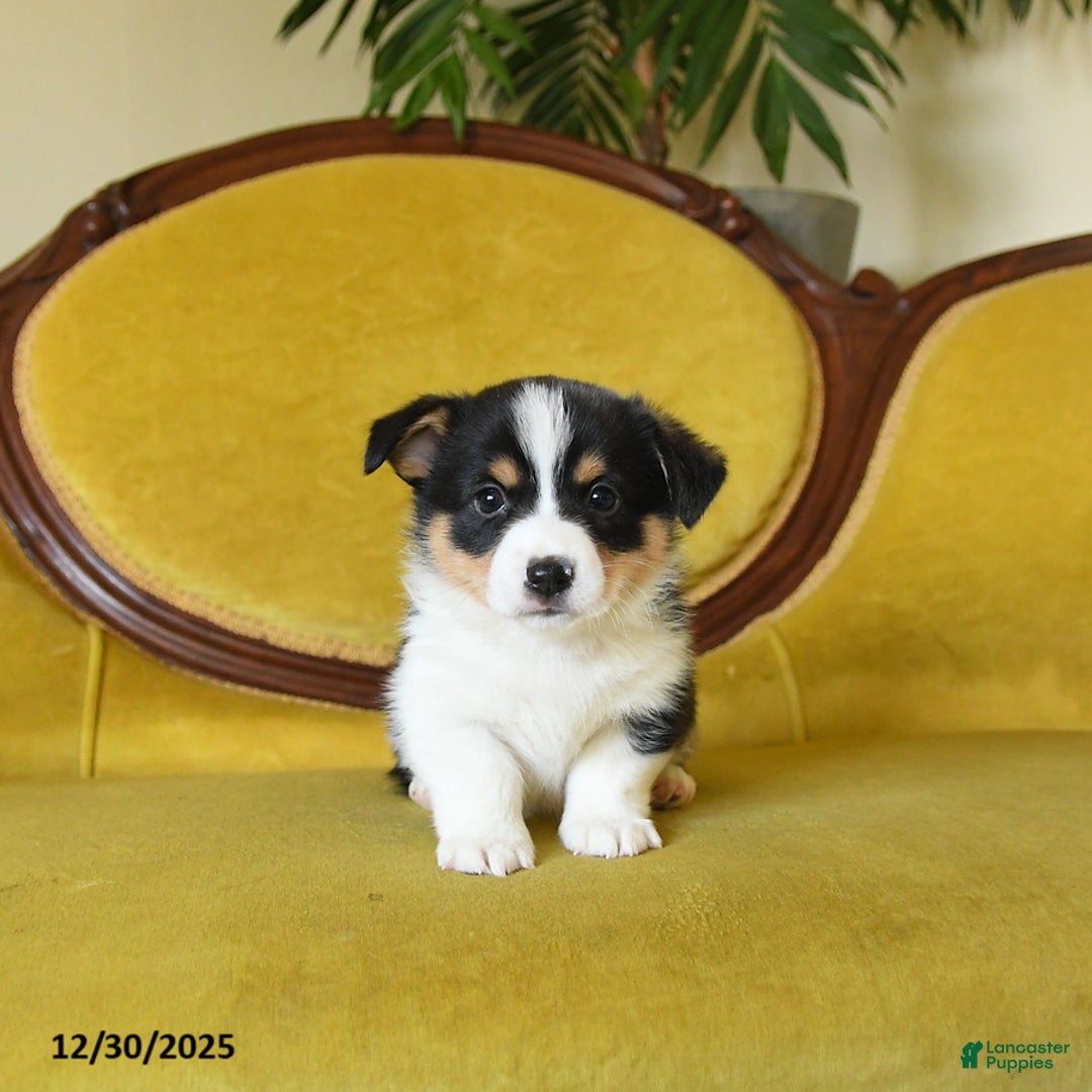Welsh Corgi Pembroke dogs for sale: Prince    - Ad 7