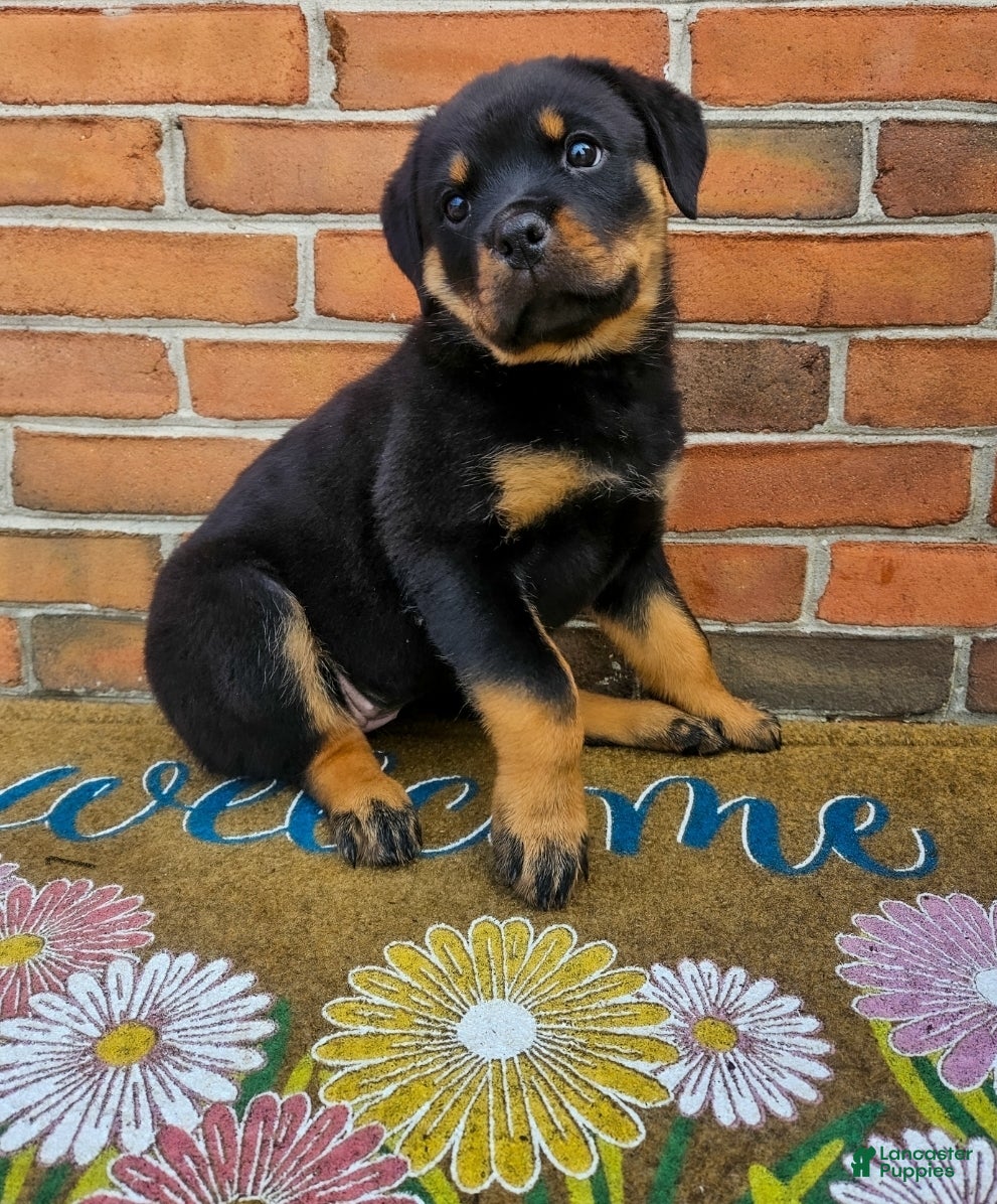Rottweiler dogs Cleo - Ad 1
