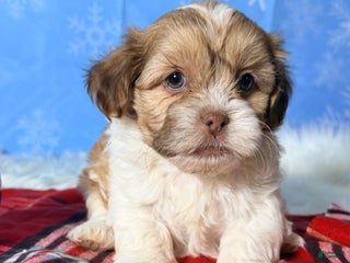 Teddy Bear dogs Joy - Ad 10